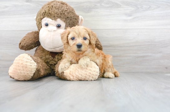 28 week old Mini Goldendoodle Puppy For Sale - Florida Fur Babies