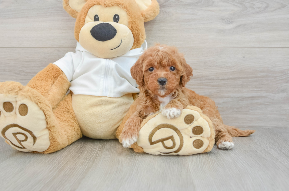 5 week old Mini Goldendoodle Puppy For Sale - Florida Fur Babies
