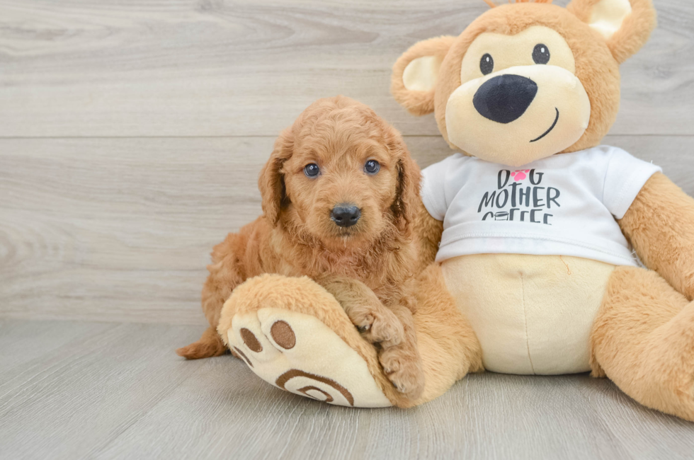 6 week old Mini Goldendoodle Puppy For Sale - Florida Fur Babies