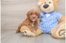 Adorable Golden Retriever Poodle Mix Poodle Mix Puppy