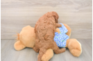 Best Mini Goldendoodle Baby