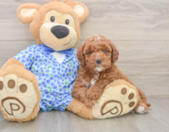 6 week old Mini Goldendoodle Puppy For Sale - Florida Fur Babies