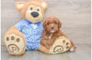 Small Mini Goldendoodle Baby
