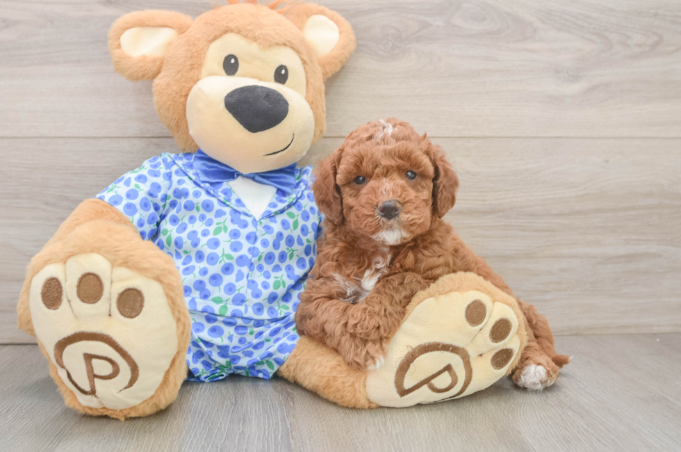 6 week old Mini Goldendoodle Puppy For Sale - Florida Fur Babies