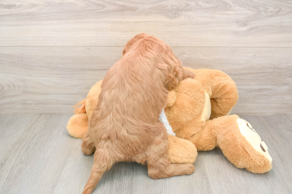 Best Mini Goldendoodle Baby