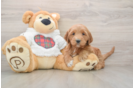 Mini Goldendoodle Puppy for Adoption