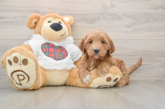 Mini Goldendoodle Puppy for Adoption