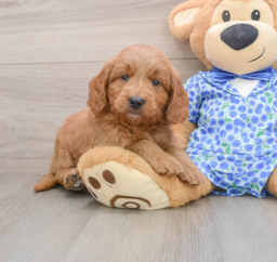 7 week old Mini Goldendoodle Puppy For Sale - Florida Fur Babies