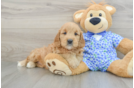 Best Mini Goldendoodle Baby