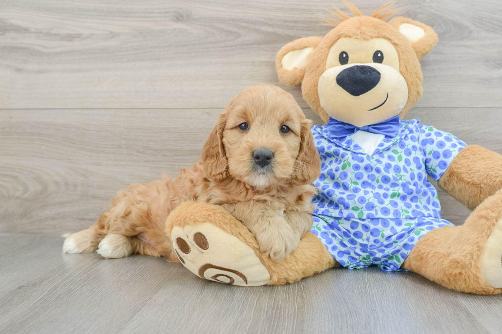 Best Mini Goldendoodle Baby