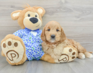 9 week old Mini Goldendoodle Puppy For Sale - Florida Fur Babies