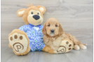 Best Mini Goldendoodle Baby