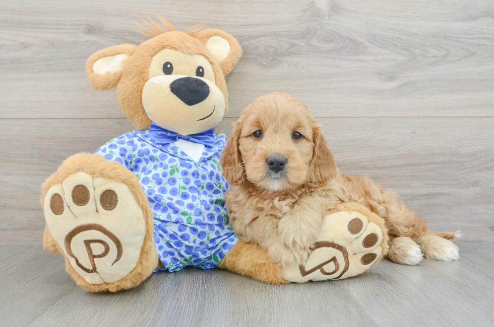 9 week old Mini Goldendoodle Puppy For Sale - Florida Fur Babies