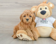 7 week old Mini Goldendoodle Puppy For Sale - Florida Fur Babies
