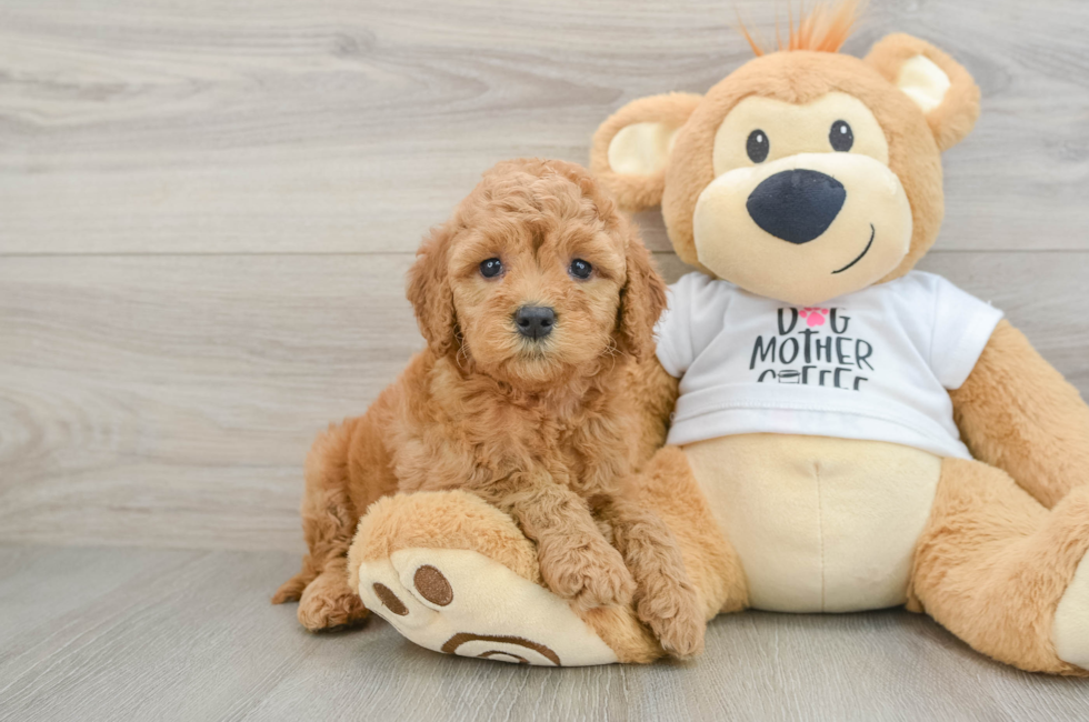 6 week old Mini Goldendoodle Puppy For Sale - Florida Fur Babies