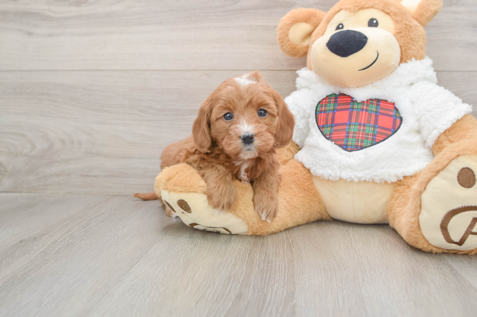 Friendly Mini Goldendoodle Baby