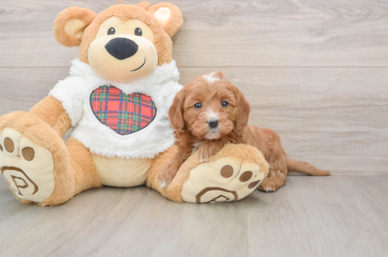 Sweet Mini Goldendoodle Baby