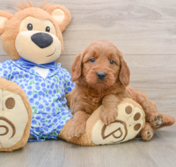 7 week old Mini Goldendoodle Puppy For Sale - Florida Fur Babies