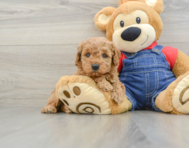 7 week old Mini Goldendoodle Puppy For Sale - Florida Fur Babies