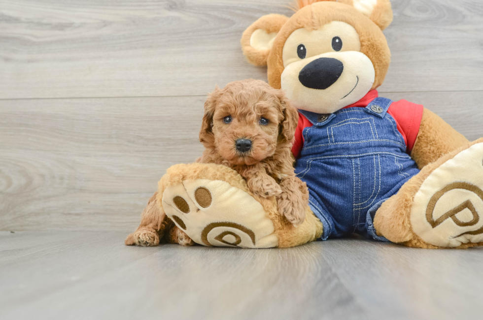 5 week old Mini Goldendoodle Puppy For Sale - Florida Fur Babies