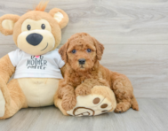 7 week old Mini Goldendoodle Puppy For Sale - Florida Fur Babies