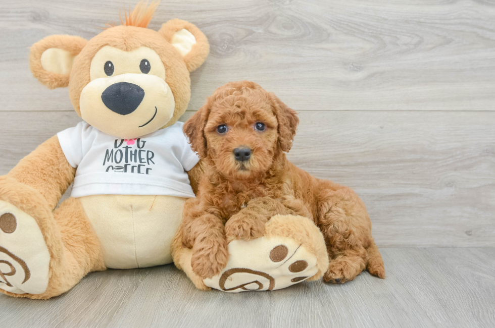 6 week old Mini Goldendoodle Puppy For Sale - Florida Fur Babies