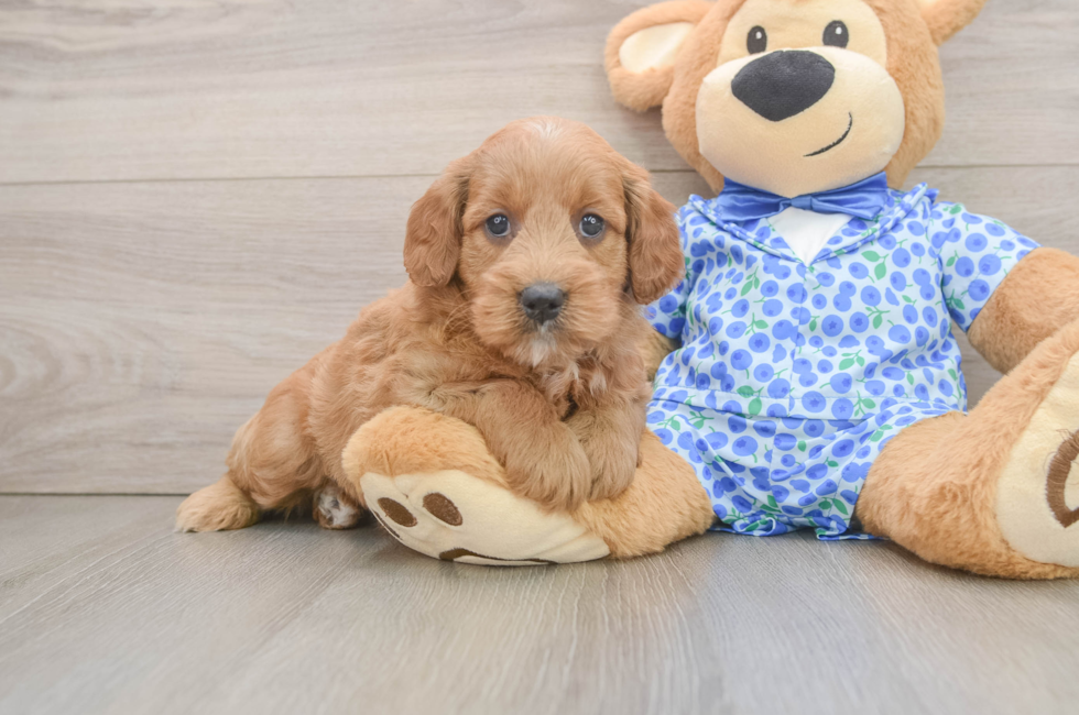 6 week old Mini Goldendoodle Puppy For Sale - Florida Fur Babies
