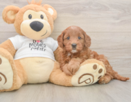 7 week old Mini Goldendoodle Puppy For Sale - Florida Fur Babies