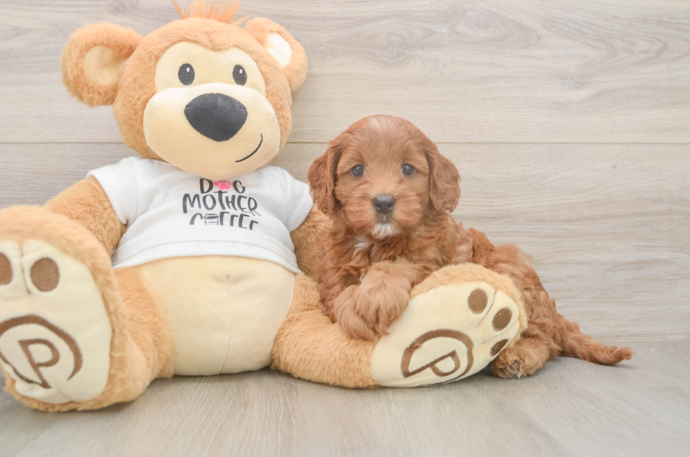 6 week old Mini Goldendoodle Puppy For Sale - Florida Fur Babies