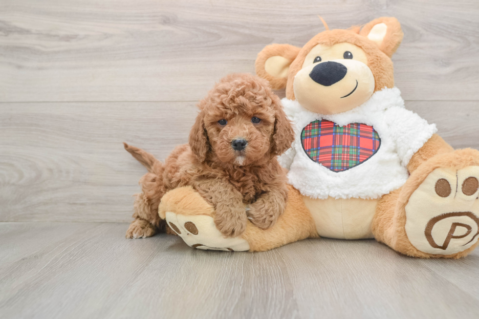 Mini Goldendoodle Pup Being Cute
