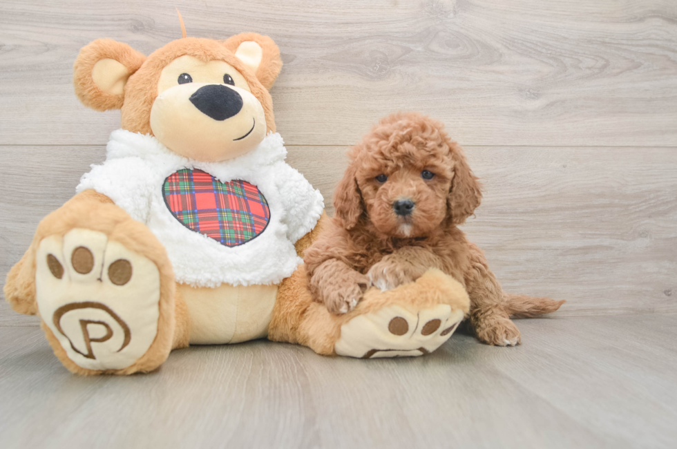 5 week old Mini Goldendoodle Puppy For Sale - Florida Fur Babies