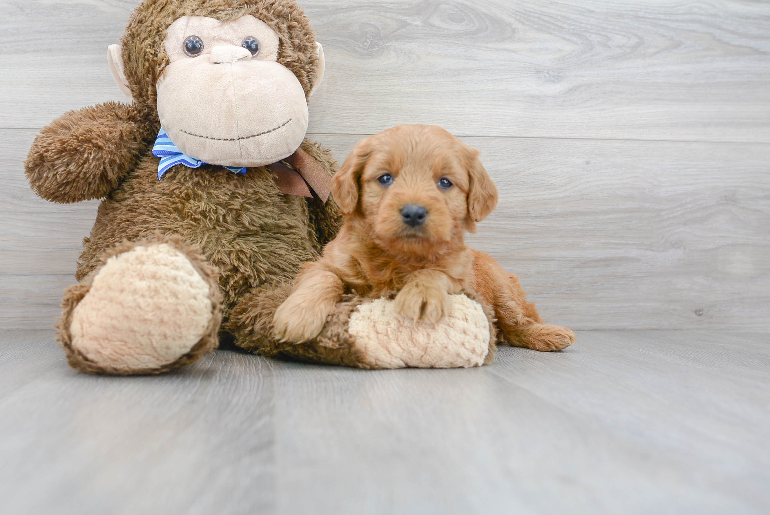 Mini Goldendoodle Puppy for Adoption