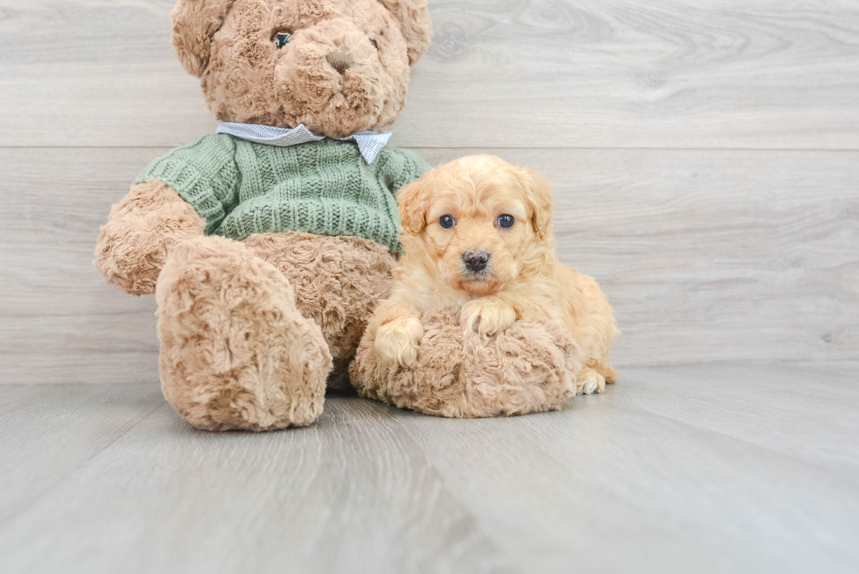 Petite Mini Goldendoodle Poodle Mix Pup