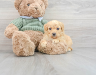 8 week old Mini Goldendoodle Puppy For Sale - Florida Fur Babies