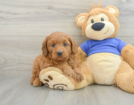 8 week old Mini Goldendoodle Puppy For Sale - Florida Fur Babies