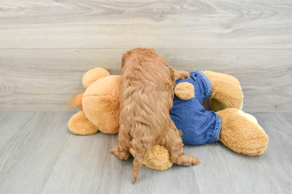 Happy Mini Goldendoodle Baby