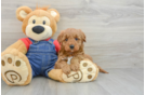 Cute Mini Goldendoodle Baby