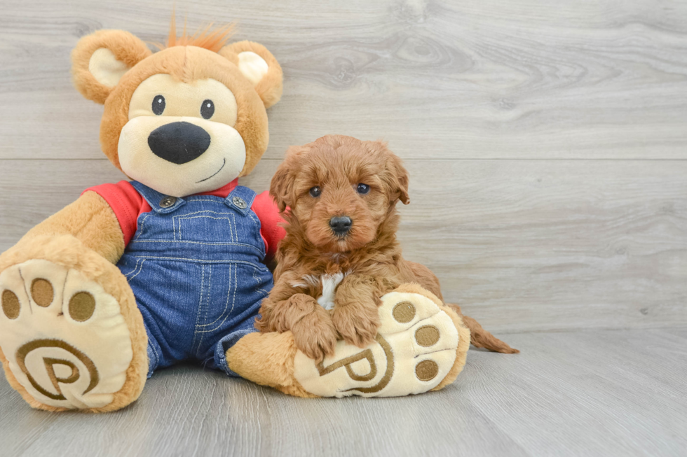 Cute Mini Goldendoodle Baby