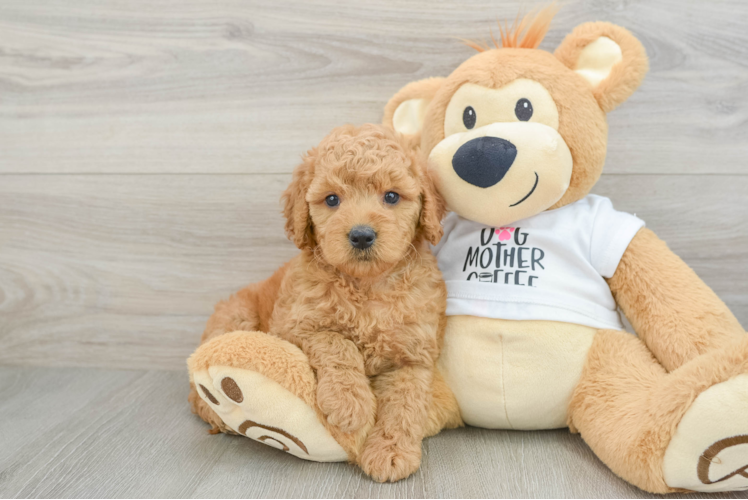 Best Mini Goldendoodle Baby