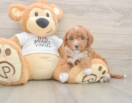 7 week old Mini Goldendoodle Puppy For Sale - Florida Fur Babies