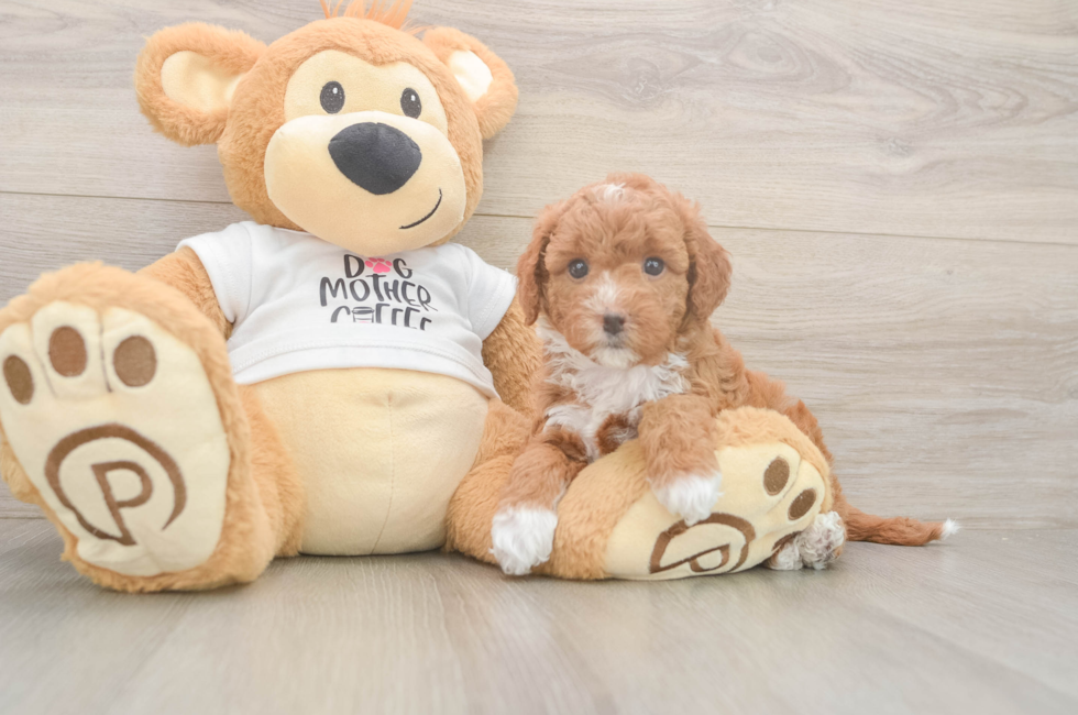 6 week old Mini Goldendoodle Puppy For Sale - Florida Fur Babies