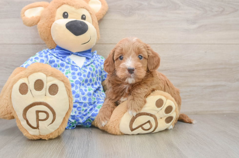 6 week old Mini Goldendoodle Puppy For Sale - Florida Fur Babies