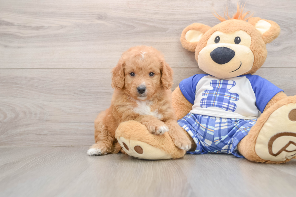 Best Mini Goldendoodle Baby
