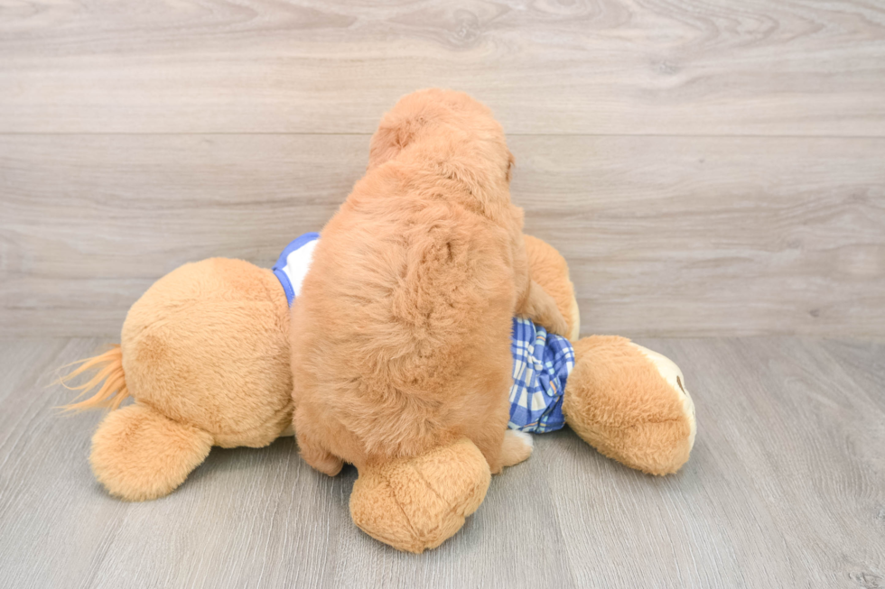 Mini Goldendoodle Puppy for Adoption