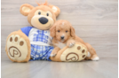 Best Mini Goldendoodle Baby