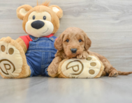 7 week old Mini Goldendoodle Puppy For Sale - Florida Fur Babies