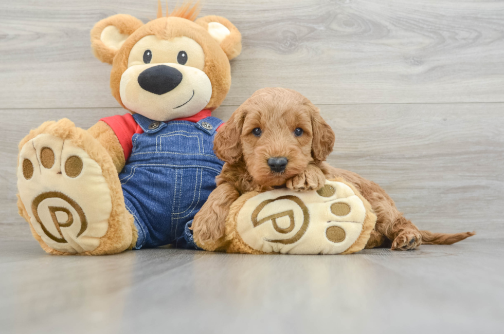 5 week old Mini Goldendoodle Puppy For Sale - Florida Fur Babies