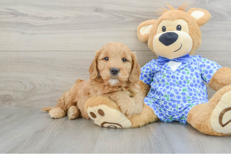 Smart Mini Goldendoodle Poodle Mix Pup