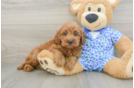 Petite Mini Goldendoodle Poodle Mix Pup