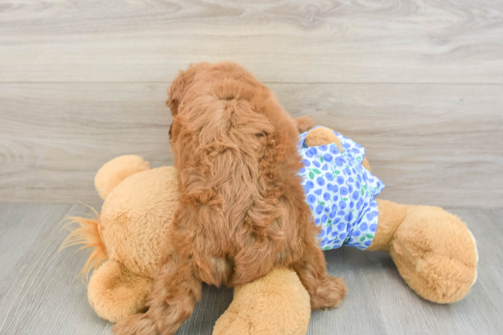 Mini Goldendoodle Pup Being Cute